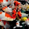 12-14" Selected Koi - Each