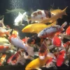 10-12" Selected Koi - Each