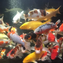 10-12" Selected Koi - Each