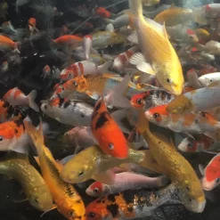 4-5" Selected Koi