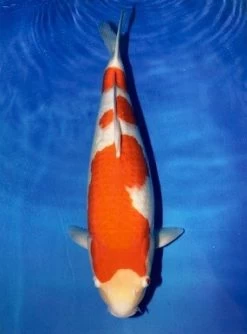 Maruyama Kohaku Female