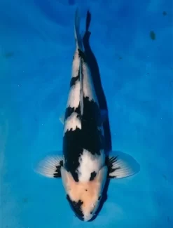 Omosako Shiro Utsuri Male