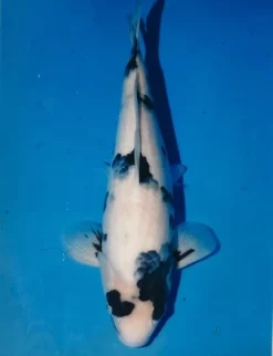 Omosako Shiro Utsuri Female