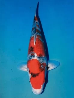 Omosako Showa Female