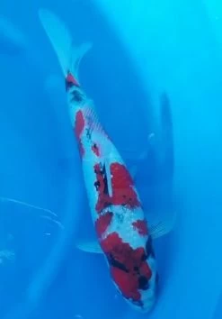 Sakuma Gin Rin Showa Female