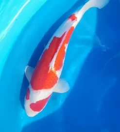 Sakuma Kohaku Female