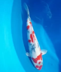 Sakuma Tategoi Showa Female