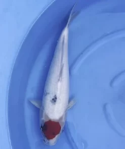 Sakuma Tancho Showa Female