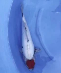 Sakuma Doitsu Tancho Showa Female