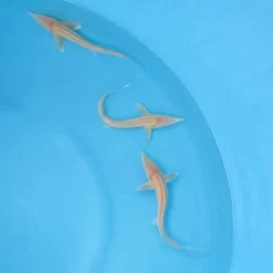 Gold/Albino Sterlet 6-8"