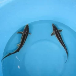 Diamond Sturgeon 8-10"