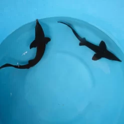 Long Nose Sturgeon 8-10"