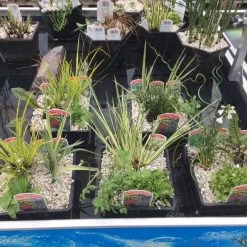 2 Litre Marginal Mix