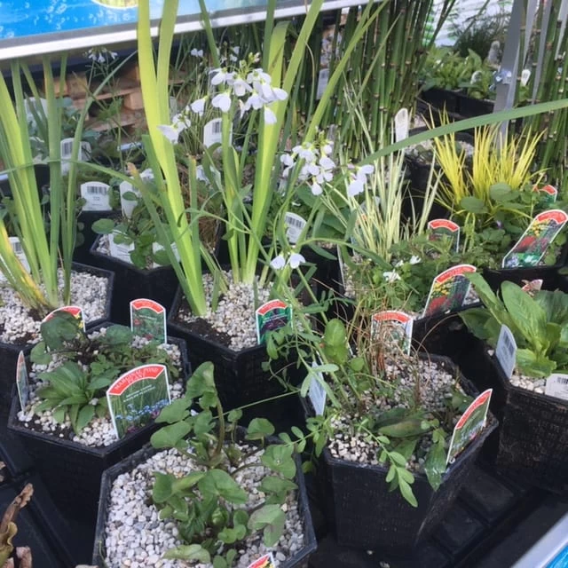 3 Litre Hexagonal Marginal