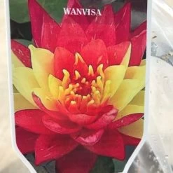Wanvisa Lily 3 Litre