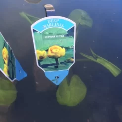 Nuphar Luteum 1 Litre