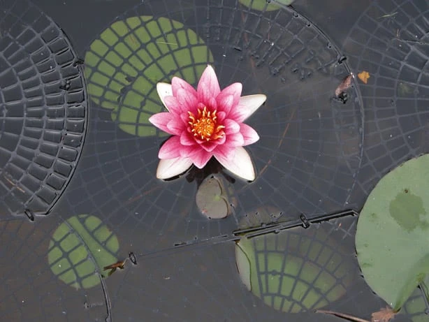 Net Float Ring Round X 20 - Image 2