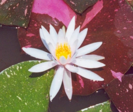 Arc-en-Ciel Lily 4 Litre