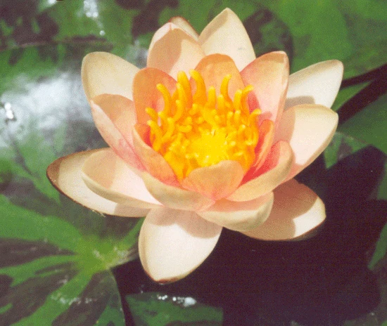 Aurora Dwarf Lily 2 Litre