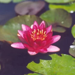 Burgundy Princess Lily 2 Litre