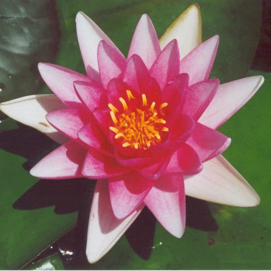 Charles-de-Meurville Lily 4 Litre