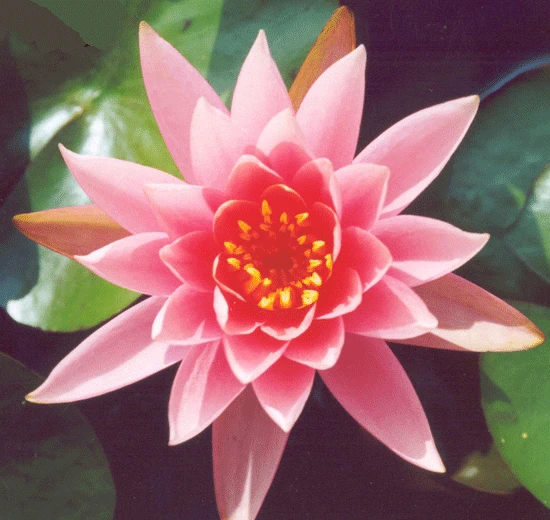 Colorado Lily 4 Litre