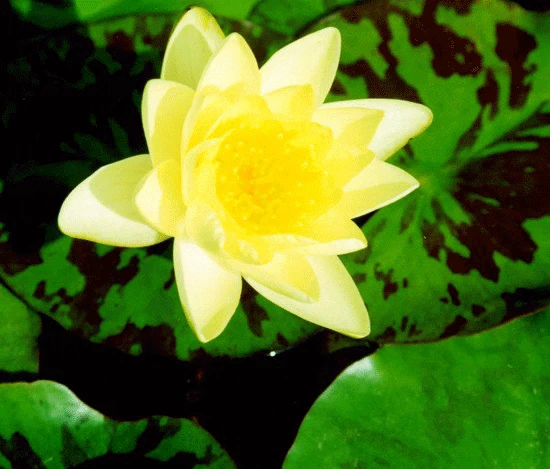 Chromatella Lily 4 Litre