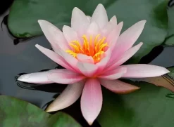 Colosea Lily 4 Litre