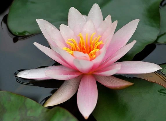 Colosea Lily 4 Litre