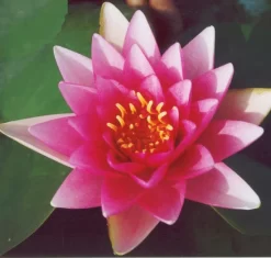 Conqueror Lily 4 Litre