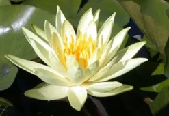 Colonel A.J Welch Lily 4 Litre