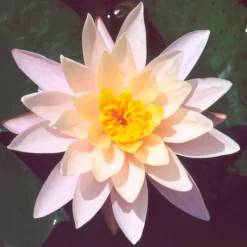 Barbara Dobbins Lily 4 Litre