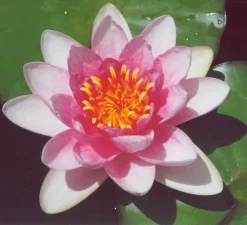 Fabiola Lily 4 Litre