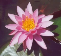 Firecrest Lily 2 Litre