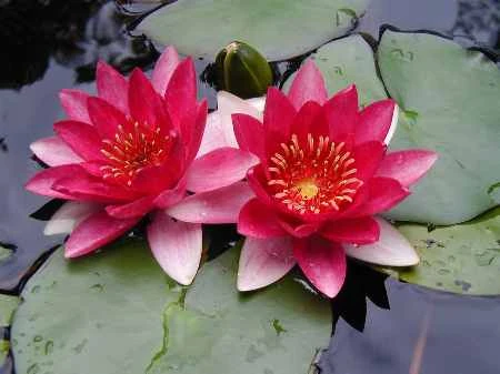 Froebeli Dwarf Lily 2 Litre