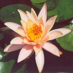 Georgia Peach Lily 3 Litre