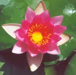 Gloriosa Lily 3 Litre