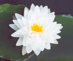 Gonnere Lily 3 Litre