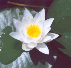 Hermine Dwarf Lily 2 Litre