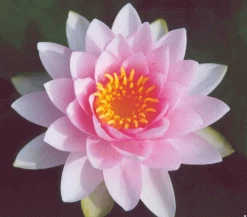 Hollandia Darwin Lily 4 Ltr