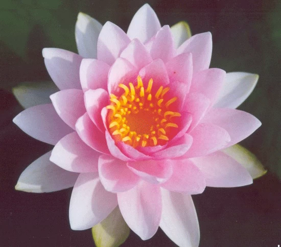 Hollandia Darwin Lily 4 Ltr