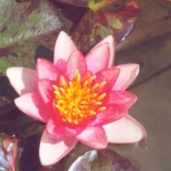 Indiana Dwarf Lily 2 Litre