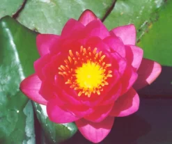 James Brydon Lily 3 Litre