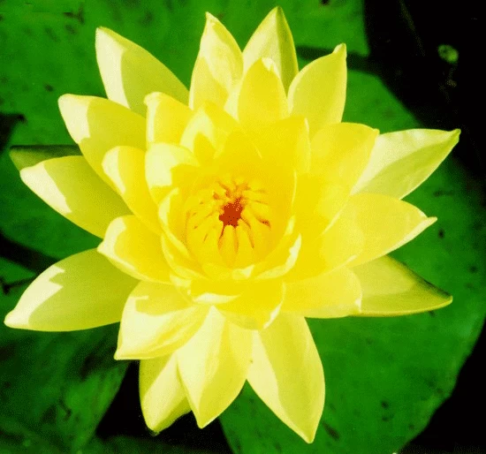 Joey Tomocik Lily 4 Litre