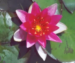 Laydekeri Fulgen Lily 2 Litres