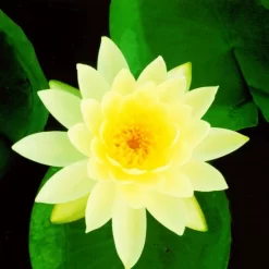 Lemon Mist Lily 4 Litre