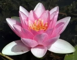 Masaniello Lily 4 Litre