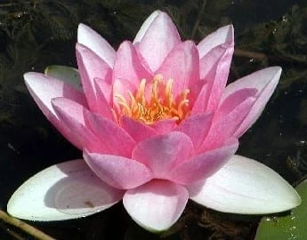 Masaniello Lily 4 Litre