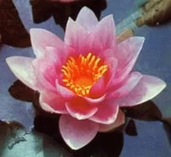 Mrs Richmond Lily 4 Litre