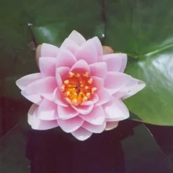 Madame Wilfron Gonnere Lily 3 Litre